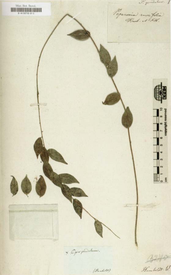 Herbarium